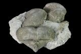 Pyrite Replaced Brachiopod (Paraspirifer) Fossils on Shale - Ohio #145361-1